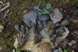 Cantharellus cinereus image