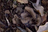 Cantharellus cinereus image