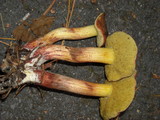 Boletus chrysenteron image