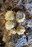 Cyathus stercoreus image