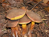 Boletus chrysenteron image