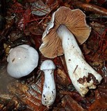 Cortinarius alboviolaceus image