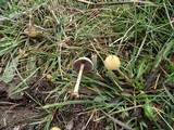 Protostropharia semiglobata image