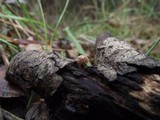 Flammulaster muricatus image