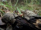 Flammulaster muricatus image