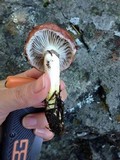 Gomphidius subroseus image