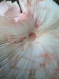 Leucoagaricus americanus image