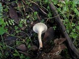 Clitocybe phaeophthalma image