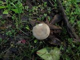 Clitocybe phaeophthalma image