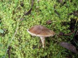 Hebeloma cistophilum image