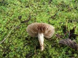 Hebeloma cistophilum image