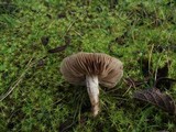 Hebeloma cistophilum image