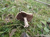 Stropharia coronilla image