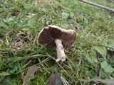 Stropharia coronilla image
