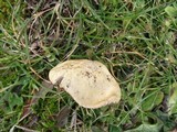 Stropharia coronilla image