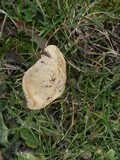 Stropharia coronilla image