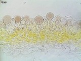 Pluteus chrysophaeus image