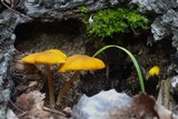 Pluteus chrysophaeus image