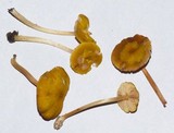 Pluteus chrysophaeus image