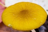 Pluteus chrysophaeus image