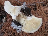 Leucopaxillus albissimus image