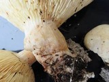 Leucopaxillus albissimus image