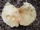 Leucopaxillus albissimus image