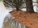 Leucopaxillus albissimus image