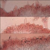 Pluteus salicinus image