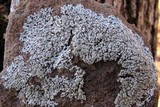 Physcia americana image