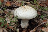 Amanita magniverrucata image