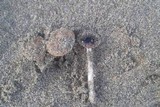 Psathyrella ammophila image