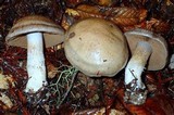 Cortinarius infractus image