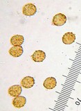 Cortinarius infractus image