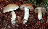 Cortinarius infractus image