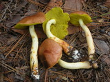 Aureoboletus auriporus image