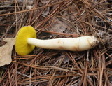 Aureoboletus auriporus image
