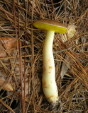 Aureoboletus auriporus image