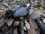 Entoloma ferruginans image