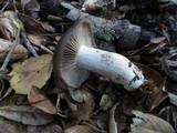 Entoloma ferruginans image
