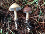 Rhodocollybia butyracea image