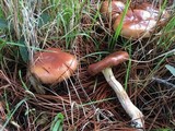 Pholiota velaglutinosa image
