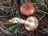 Pholiota velaglutinosa image
