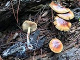 Flammula malicola image