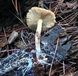 Flammula malicola image