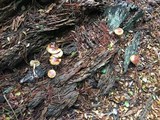 Flammula malicola image