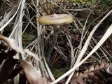 Psilocybe azurescens image
