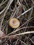 Psilocybe azurescens image