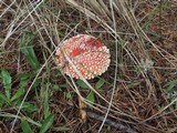 Amanita muscaria var. flavivolvata image