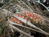 Amanita muscaria var. flavivolvata image